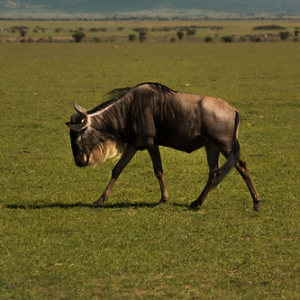Ñu / Wild beast Ñu / Wild beast • <a style="font-size:0.8em;" href="http://www.flickr.com/photos/96122682@N08/37962657861/" target="_blank">View on Flickr</a>