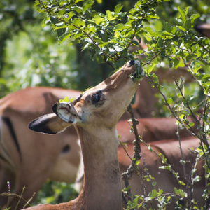 Impala Impala • <a style="font-size:0.8em;" href="http://www.flickr.com/photos/96122682@N08/37898518946/" target="_blank">View on Flickr</a>