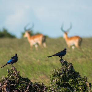 • <a style="font-size:0.8em;" href="http://www.flickr.com/photos/96122682@N08/37931116042/" target="_blank">View on Flickr</a>