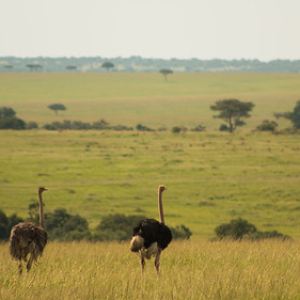 Avestruces Avestruces • <a style="font-size:0.8em;" href="http://www.flickr.com/photos/96122682@N08/37252317624/" target="_blank">View on Flickr</a>