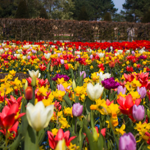 • <a style="font-size:0.8em;" href="http://www.flickr.com/photos/96122682@N08/37254360404/" target="_blank">View on Flickr</a>