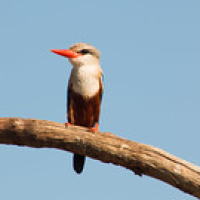 Martín pescador malaquita Martín pescador malaquita • <a style="font-size:0.8em;" href="http://www.flickr.com/photos/96122682@N08/24101411538/" target="_blank">View on Flickr</a>