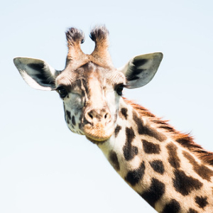 • <a style="font-size:0.8em;" href="http://www.flickr.com/photos/96122682@N08/26186502059/" target="_blank">View on Flickr</a>