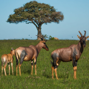 Familia Topi Familia Topi • <a style="font-size:0.8em;" href="http://www.flickr.com/photos/96122682@N08/37931113332/" target="_blank">View on Flickr</a>