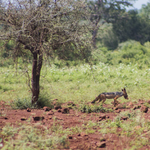 Chacal listo para almorzar Chacal listo para almorzar • <a style="font-size:0.8em;" href="http://www.flickr.com/photos/96122682@N08/24100670388/" target="_blank">View on Flickr</a>