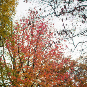 Vondelpark Vondelpark • <a style="font-size:0.8em;" href="http://www.flickr.com/photos/96122682@N08/26213455269/" target="_blank">View on Flickr</a>