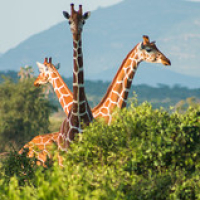 • <a style="font-size:0.8em;" href="http://www.flickr.com/photos/96122682@N08/37952416091/" target="_blank">View on Flickr</a>