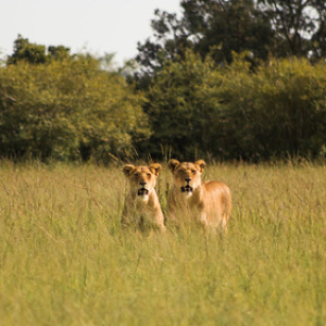 Leonas hermanas en busca de comida. Sólo las hembras cazan en las familias de leones. Leonas hermanas en busca de comida. Sólo las hembras cazan en las familias de leones. • <a style="font-size:0.8em;" href="http://www.flickr.com/photos/96122682@N08/37252362154/" target="_blank">View on Flickr</a>