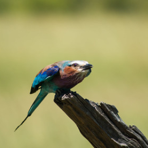 Carraca lila a punto de despegar Carraca lila a punto de despegar • <a style="font-size:0.8em;" href="http://www.flickr.com/photos/96122682@N08/37908555266/" target="_blank">View on Flickr</a>