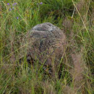 Tortuga leopardo Tortuga leopardo • <a style="font-size:0.8em;" href="http://www.flickr.com/photos/96122682@N08/37931795392/" target="_blank">View on Flickr</a>
