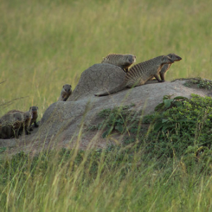 Mangosta enana Mangosta enana • <a style="font-size:0.8em;" href="http://www.flickr.com/photos/96122682@N08/37961874231/" target="_blank">View on Flickr</a>