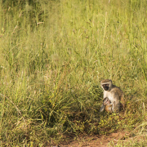 Cercopiteco verde o tota Cercopiteco verde o tota • <a style="font-size:0.8em;" href="http://www.flickr.com/photos/96122682@N08/24100768478/" target="_blank">View on Flickr</a>