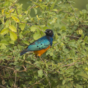 Estornino soberbio Estornino soberbio • <a style="font-size:0.8em;" href="http://www.flickr.com/photos/96122682@N08/26176203719/" target="_blank">View on Flickr</a>