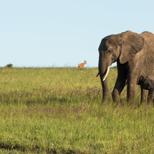 Madre elefante amamantando a su cria de dos meses de vida aproximadamente • <a style="font-size:0.8em;" href="http://www.flickr.com/photos/96122682@N08/37931101002/" target="_blank">View on Flickr</a>