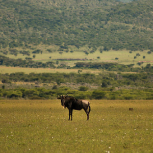 Todos los años hay una gran migración de Ñu de Masaai Mara a Serenguetti, en la cual se inspiraron para la escena en la que Mufasa muere • <a style="font-size:0.8em;" href="http://www.flickr.com/photos/96122682@N08/37962654891/" target="_blank">View on Flickr</a>