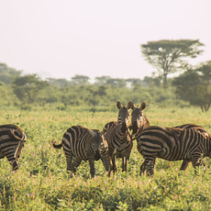 • <a style="font-size:0.8em;" href="http://www.flickr.com/photos/96122682@N08/24100770868/" target="_blank">View on Flickr</a>