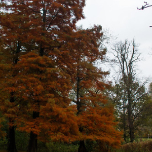 Vondelpark Vondelpark • <a style="font-size:0.8em;" href="http://www.flickr.com/photos/96122682@N08/24138316668/" target="_blank">View on Flickr</a>