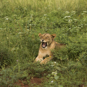 • <a style="font-size:0.8em;" href="http://www.flickr.com/photos/96122682@N08/37898510806/" target="_blank">View on Flickr</a>