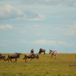 • <a style="font-size:0.8em;" href="http://www.flickr.com/photos/96122682@N08/37252973164/" target="_blank">View on Flickr</a>