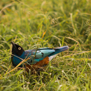 Estornino soberbio Estornino soberbio • <a style="font-size:0.8em;" href="http://www.flickr.com/photos/96122682@N08/37908444456/" target="_blank">View on Flickr</a>