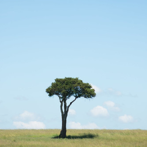 Acacia Acacia • <a style="font-size:0.8em;" href="http://www.flickr.com/photos/96122682@N08/37908561076/" target="_blank">View on Flickr</a>