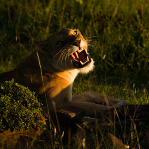 • <a style="font-size:0.8em;" href="http://www.flickr.com/photos/96122682@N08/37909254246/" target="_blank">View on Flickr</a>