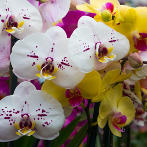 • <a style="font-size:0.8em;" href="http://www.flickr.com/photos/96122682@N08/37910559086/" target="_blank">View on Flickr</a>