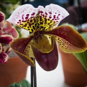 • <a style="font-size:0.8em;" href="http://www.flickr.com/photos/96122682@N08/26188367799/" target="_blank">View on Flickr</a>