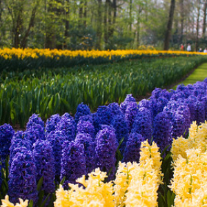 • <a style="font-size:0.8em;" href="http://www.flickr.com/photos/96122682@N08/37933153532/" target="_blank">View on Flickr</a>