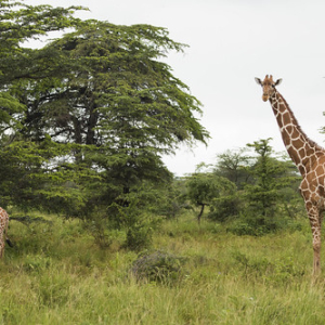 Mamá e hija jirafas Mamá e hija jirafas • <a style="font-size:0.8em;" href="http://www.flickr.com/photos/96122682@N08/24100721938/" target="_blank">View on Flickr</a>