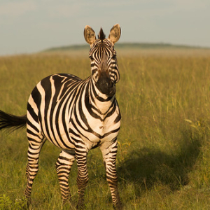 Cebra común Cebra común • <a style="font-size:0.8em;" href="http://www.flickr.com/photos/96122682@N08/24110934528/" target="_blank">View on Flickr</a>