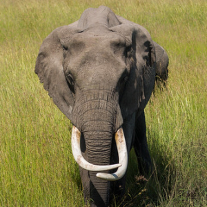 Cuanto más edad tienen los elefantes, más grandes son sus colmillos. Estos elefantes están especialmente cuidados y controlados para ser protegidos de los cazadores furtivos que buscan especialmente a éstos por el marfil. • <a style="font-size:0.8em;" href="http://www.flickr.com/photos/96122682@N08/37962071501/" target="_blank">View on Flickr</a>