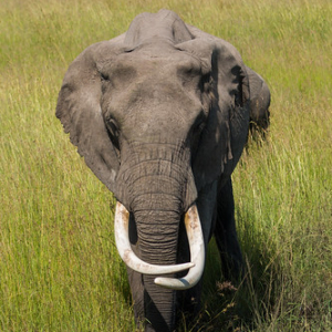 Cuanto más edad tienen los elefantes, más grandes son sus colmillos. Estos elefantes están especialmente cuidados y controlados para ser protegidos de los cazadores furtivos que buscan especialmente a éstos por el marfil. Cuanto más edad tienen los elefantes, más grandes son sus colmillos. Estos elefantes están especialmente cuidados y controlados para ser protegidos de los cazadores furtivos que buscan especialmente a éstos por el marfil. • <a style="font-size:0.8em;" href="http://www.flickr.com/photos/96122682@N08/37962071501/" target="_blank">View on Flickr</a>