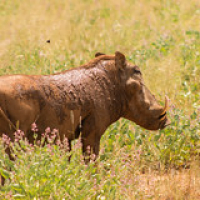 Facóquero, famoso por su su papel de "Pumba" en el Rey León Facóquero, famoso por su su papel de "Pumba" en el Rey León • <a style="font-size:0.8em;" href="http://www.flickr.com/photos/96122682@N08/24101453948/" target="_blank">View on Flickr</a>