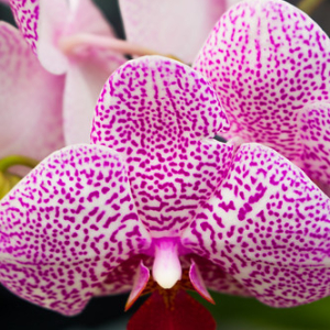 • <a style="font-size:0.8em;" href="http://www.flickr.com/photos/96122682@N08/37254334454/" target="_blank">View on Flickr</a>