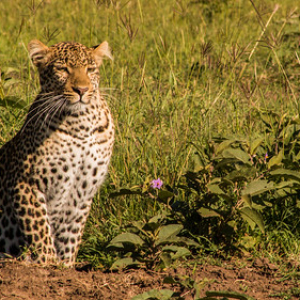 • <a style="font-size:0.8em;" href="http://www.flickr.com/photos/96122682@N08/37931725612/" target="_blank">View on Flickr</a>