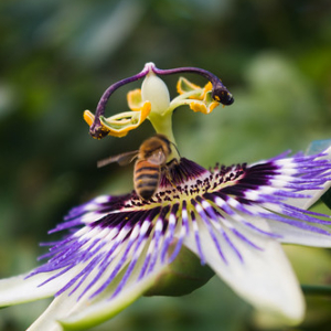 Riomaggiore Riomaggiore • <a style="font-size:0.8em;" href="http://www.flickr.com/photos/96122682@N08/37933949512/" target="_blank">View on Flickr</a>