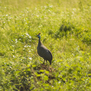 Gallina de Guinea Gallina de Guinea • <a style="font-size:0.8em;" href="http://www.flickr.com/photos/96122682@N08/26176201509/" target="_blank">View on Flickr</a>