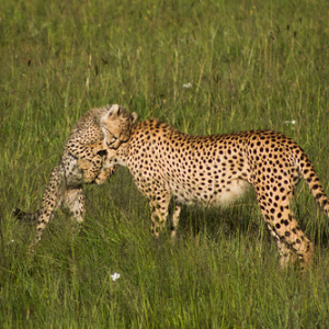 Upendo/Amor/Love/Amour/Liefde/Liebe/Amore Upendo/Amor/Love/Amour/Liefde/Liebe/Amore • <a style="font-size:0.8em;" href="http://www.flickr.com/photos/96122682@N08/37961890901/" target="_blank">View on Flickr</a>