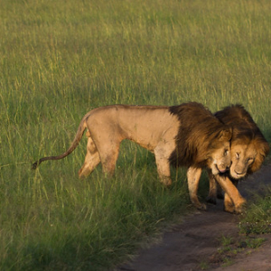 Los verdaderos reyes de este reino son 3 hermanos. Son los únicos machos que cazan sus propias presas (a diferencia de otros que dependen de las hembras) y se los distingue por su oscura y tupida melena, mucho mayor que la del resto Los verdaderos reyes de este reino son 3 hermanos. Son los únicos machos que cazan sus propias presas (a diferencia de otros que dependen de las hembras) y se los distingue por su oscura y tupida melena, mucho mayor que la del resto • <a style="font-size:0.8em;" href="http://www.flickr.com/photos/96122682@N08/37962081721/" target="_blank">View on Flickr</a>
