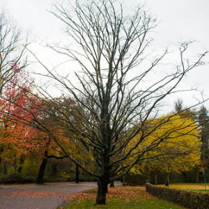 Vondelpark Vondelpark • <a style="font-size:0.8em;" href="http://www.flickr.com/photos/96122682@N08/26213459789/" target="_blank">View on Flickr</a>