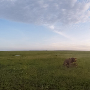 Los leones se aparean desde el atardecer durante varias horas cada 20 minutos. El apareamiento dura tan sólo 5 segundos! (Así que el que diga que es un león en la cama, bueno, ya sabe....) Los leones se aparean desde el atardecer durante varias horas cada 20 minutos. El apareamiento dura tan sólo 5 segundos! (Así que el que diga que es un león en la cama, bueno, ya sabe....) • <a style="font-size:0.8em;" href="http://www.flickr.com/photos/96122682@N08/37962066361/" target="_blank">View on Flickr</a>