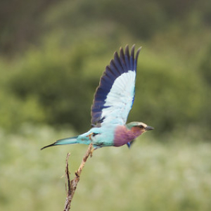 Carraca lila Carraca lila • <a style="font-size:0.8em;" href="http://www.flickr.com/photos/96122682@N08/37951738261/" target="_blank">View on Flickr</a>