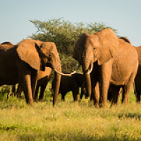 Los elefantes se mueven en grandes grupos familiares, que incluyen varias generaciones y se caracterizan por ser una comuna matriarcal. Si alguno de ellos muere, realizan funerales de varios días. Grupos vecinos también se acercan a "dar sus condolencias" Los elefantes se mueven en grandes grupos familiares, que incluyen varias generaciones y se caracterizan por ser una comuna matriarcal. Si alguno de ellos muere, realizan funerales de varios días. Grupos vecinos también se acercan a "dar sus condolencias" • <a style="font-size:0.8em;" href="http://www.flickr.com/photos/96122682@N08/26176995319/" target="_blank">View on Flickr</a>