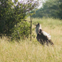 Avutarda kori Avutarda kori • <a style="font-size:0.8em;" href="http://www.flickr.com/photos/96122682@N08/24101390268/" target="_blank">View on Flickr</a>