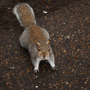 (Tengo que admitir que una de las principales cosas que quería ver en Londres eran estos personajes del St. james) (Tengo que admitir que una de las principales cosas que quería ver en Londres eran estos personajes del St. james) • <a style="font-size:0.8em;" href="http://www.flickr.com/photos/96122682@N08/37288041564/" target="_blank">View on Flickr</a>