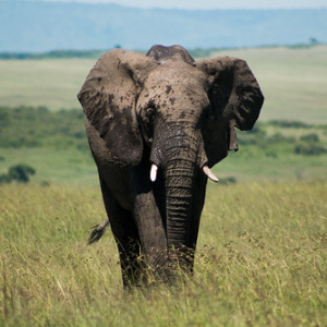 Elefante africano Elefante africano • <a style="font-size:0.8em;" href="http://www.flickr.com/photos/96122682@N08/37908563476/" target="_blank">View on Flickr</a>