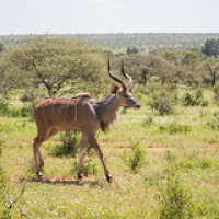 Gran kudú macho Gran kudú macho • <a style="font-size:0.8em;" href="http://www.flickr.com/photos/96122682@N08/37243123254/" target="_blank">View on Flickr</a>