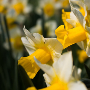 • <a style="font-size:0.8em;" href="http://www.flickr.com/photos/96122682@N08/37910624676/" target="_blank">View on Flickr</a>