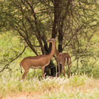 Gerenuc o gacela jirafa Gerenuc o gacela jirafa • <a style="font-size:0.8em;" href="http://www.flickr.com/photos/96122682@N08/37243174984/" target="_blank">View on Flickr</a>
